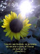 webassets/Sunflower.jpg